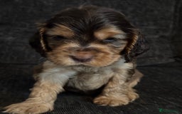 Cocker Spaniel dogs for sale: ✨ Show Cocker Spaniel pups ✨ - Image 21