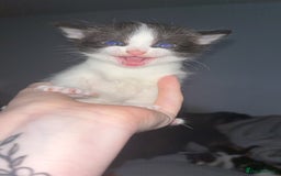 Mixed Breed cats for sale: Male kitten  - Image 4