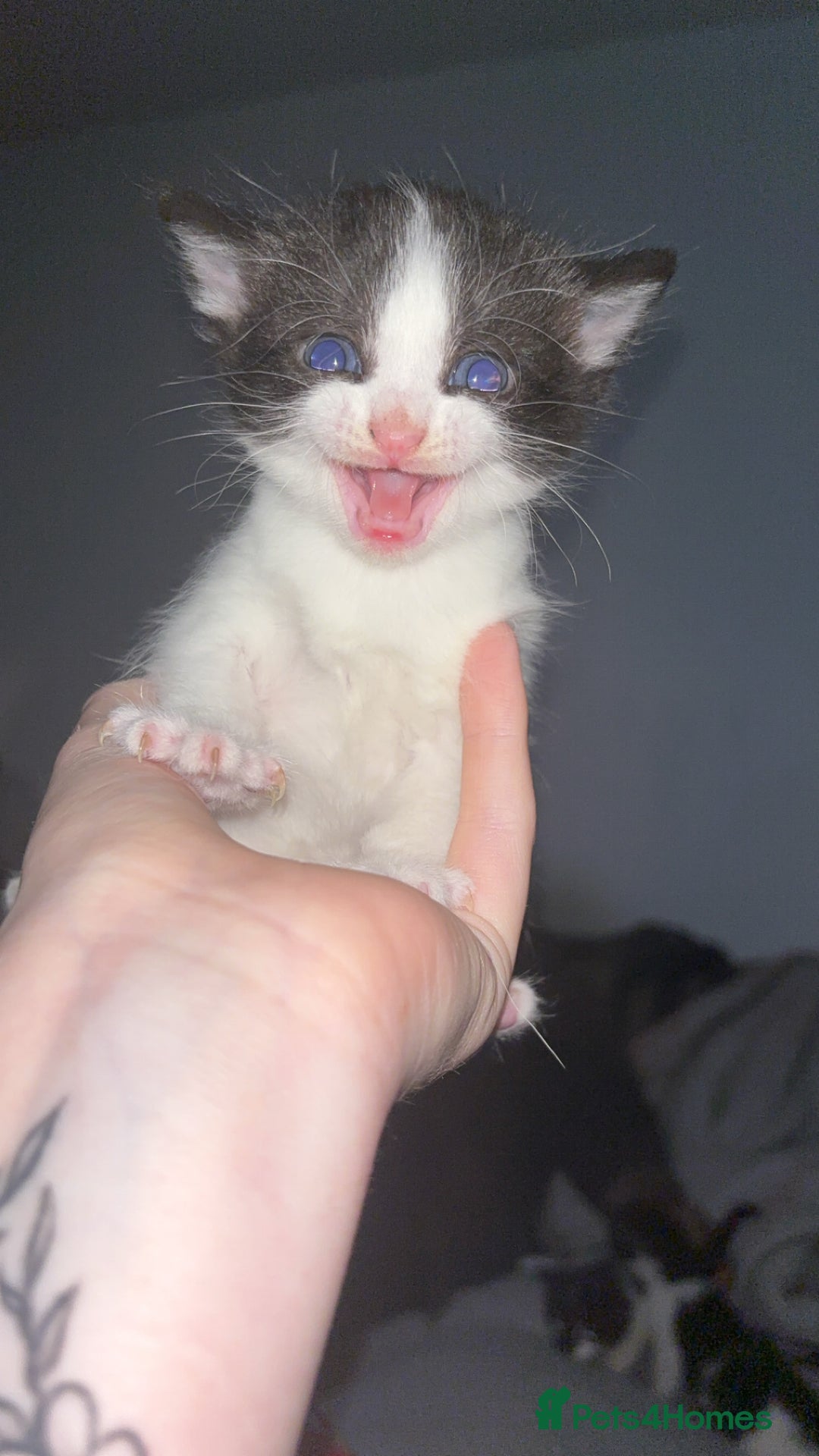 Mixed Breed cats for sale: Male kitten  - Image 4