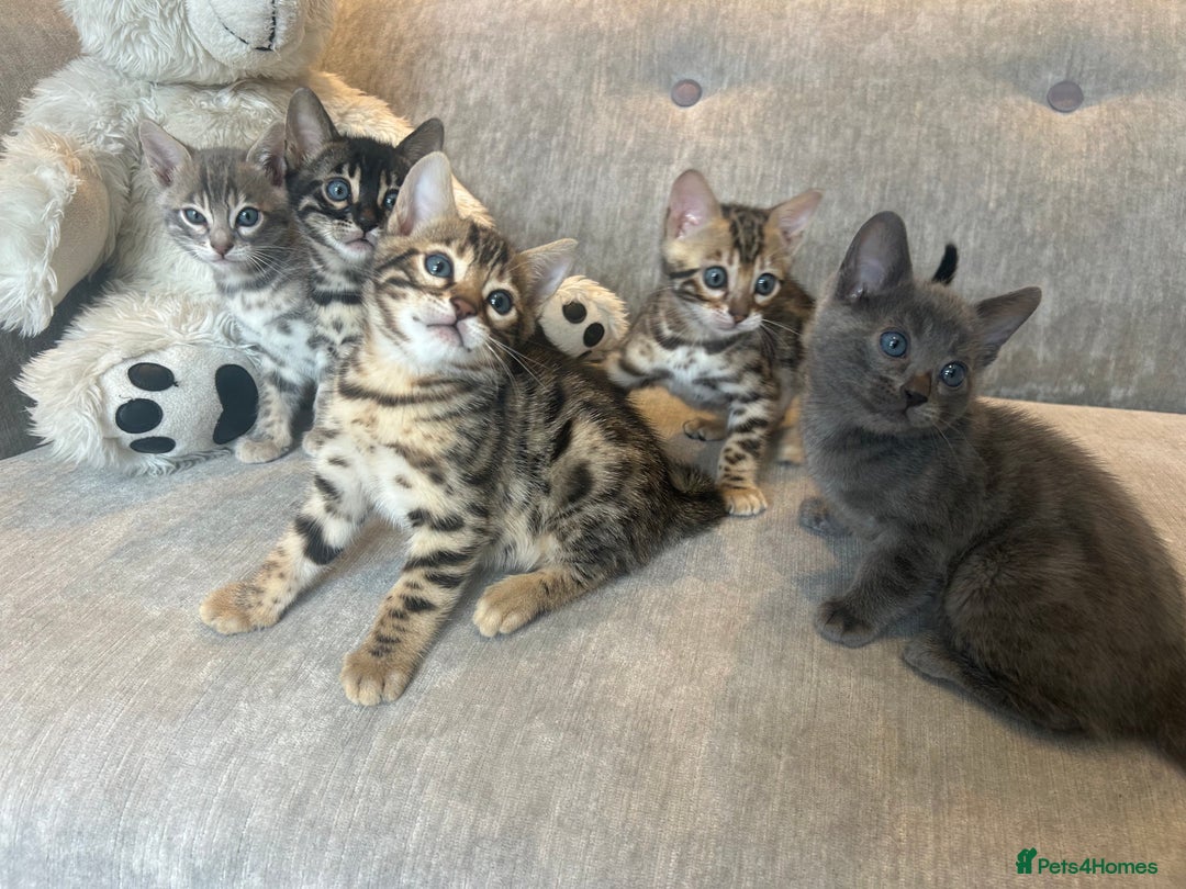 Bengal cats for sale: Stunning Bengal Kittens - TICA Registered - Image 11