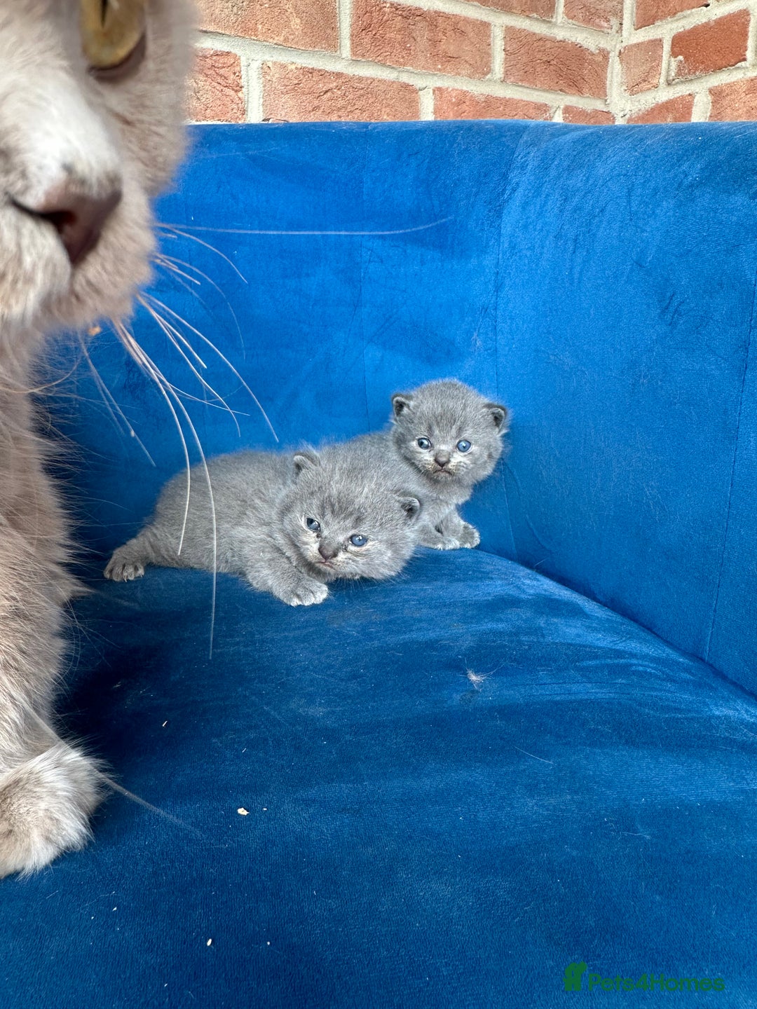 British Longhair cats for sale: Beautiful British longhair kittens  - Image 4