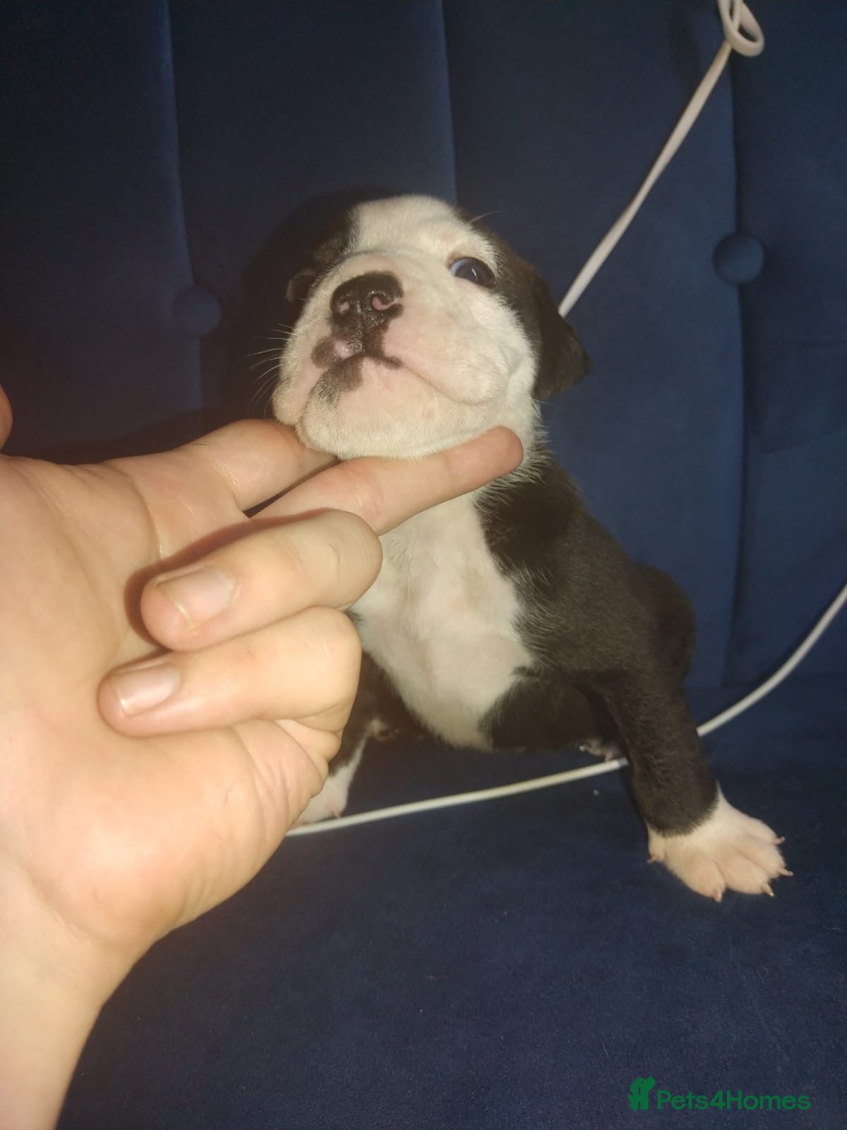 Olde English Bulldogge dogs    Old English bulldog   - Advert 20