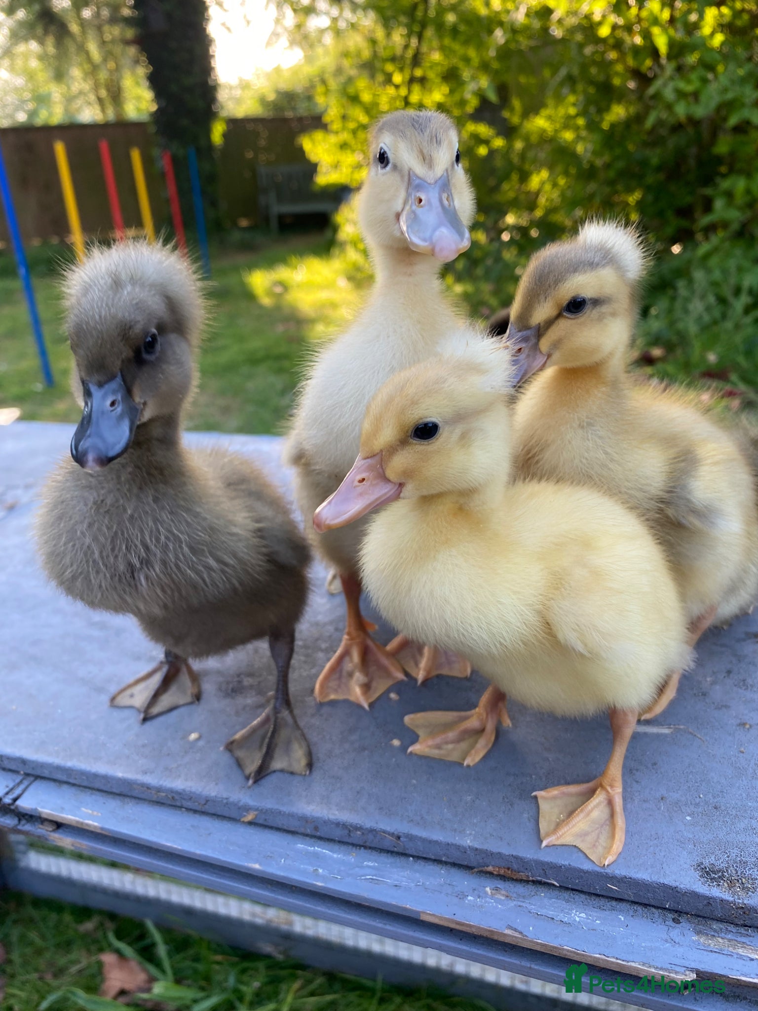 Ducks poultry Pure Indian Runner Ducklings + Fertile Eggs - Advert 11