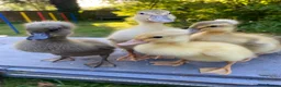 Ducks poultry for sale: Pure Indian Runner Ducklings + Fertile Eggs - Advert 1