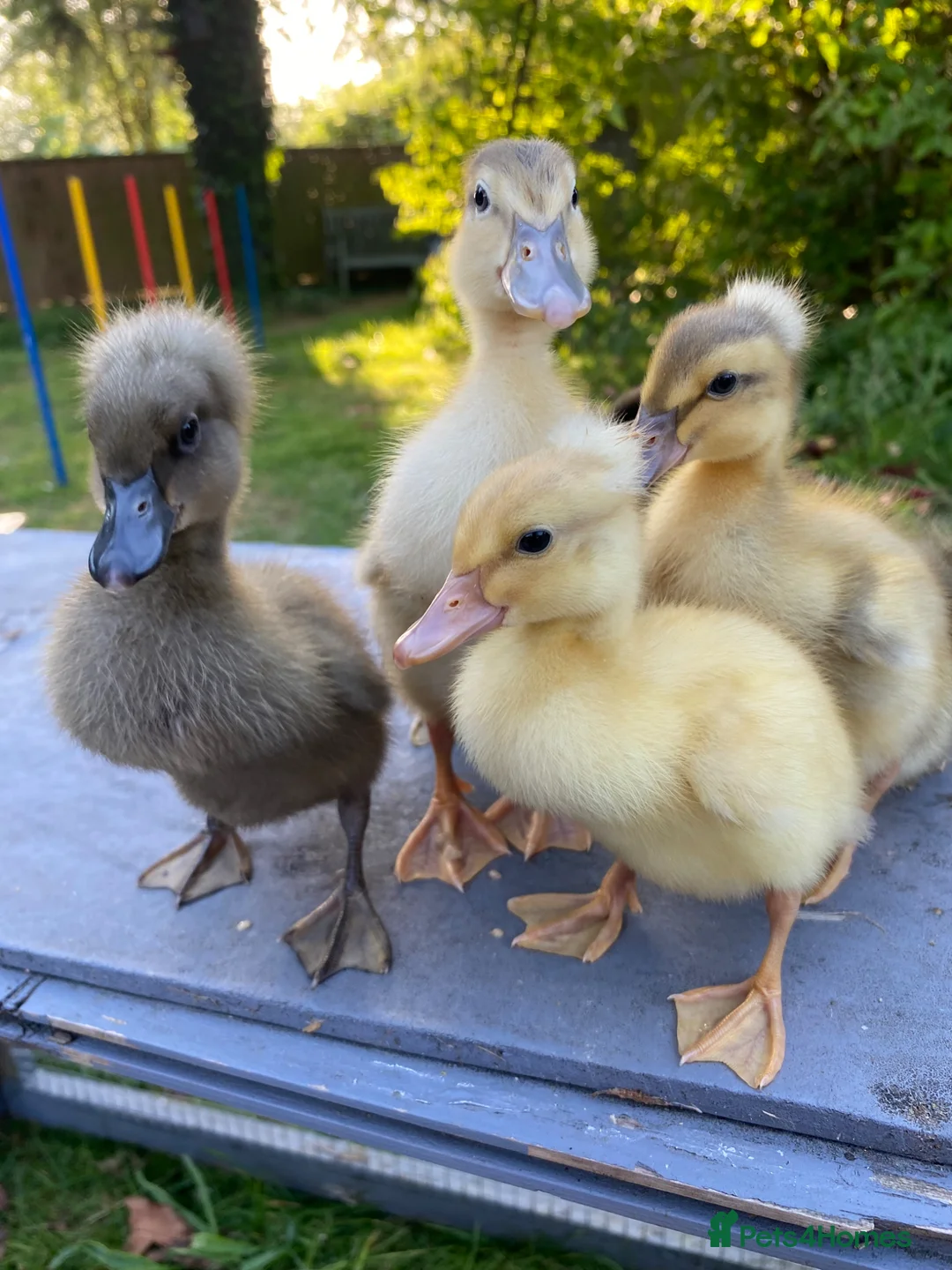 Ducks poultry for sale: Pure Indian Runner Ducklings + Fertile Eggs - Advert 1