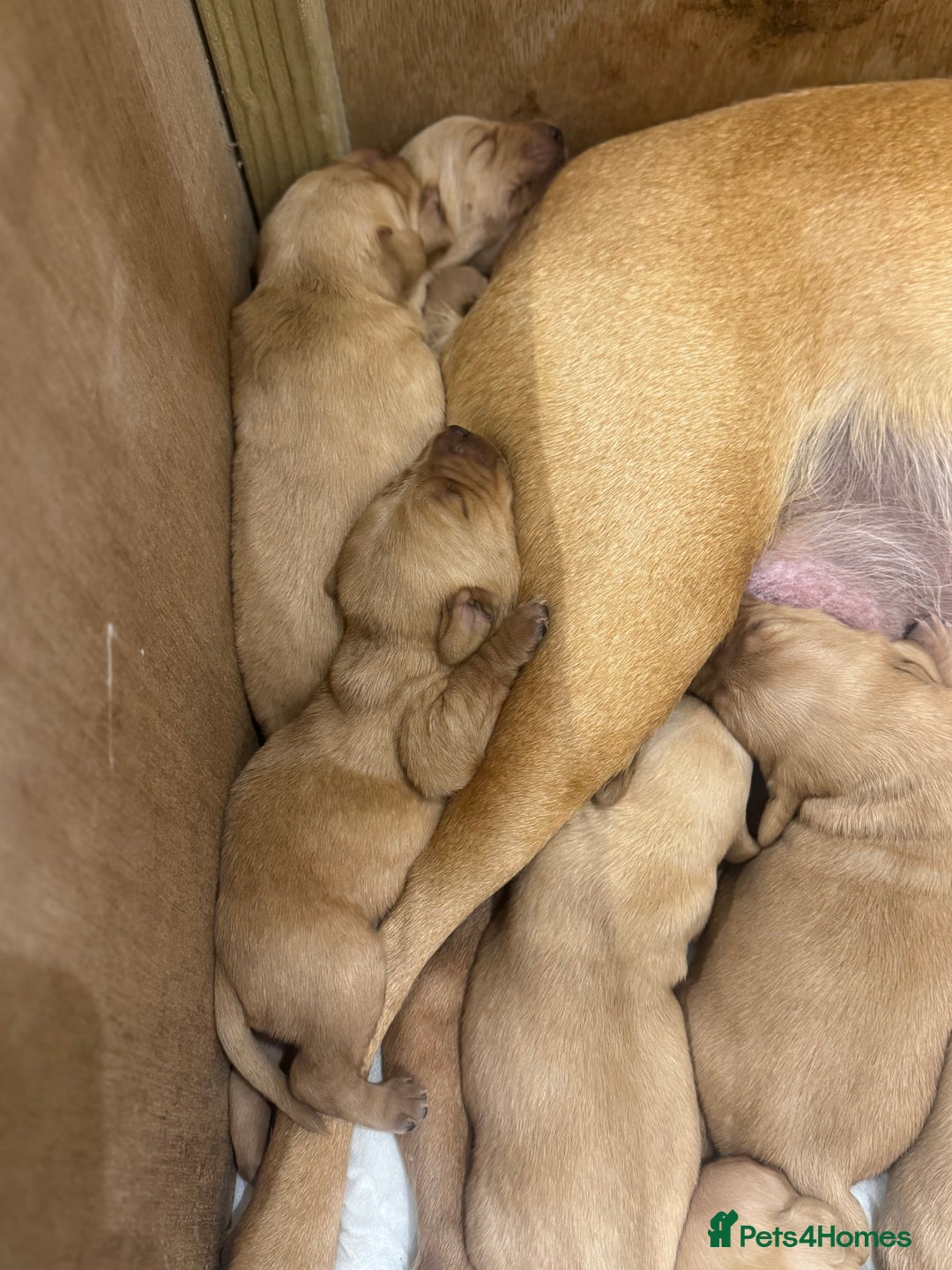 Labrador Retriever dogs for sale: Mixed Yellow and Red Labrador Puppies - Advert 4