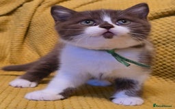 British Shorthair cats for sale: Pedigree, British Shorthair, TICA reg kittens - Image 21