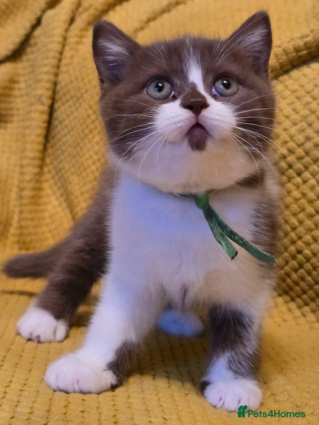 British Shorthair cats for sale: Pedigree, British Shorthair, TICA reg kittens - Image 21
