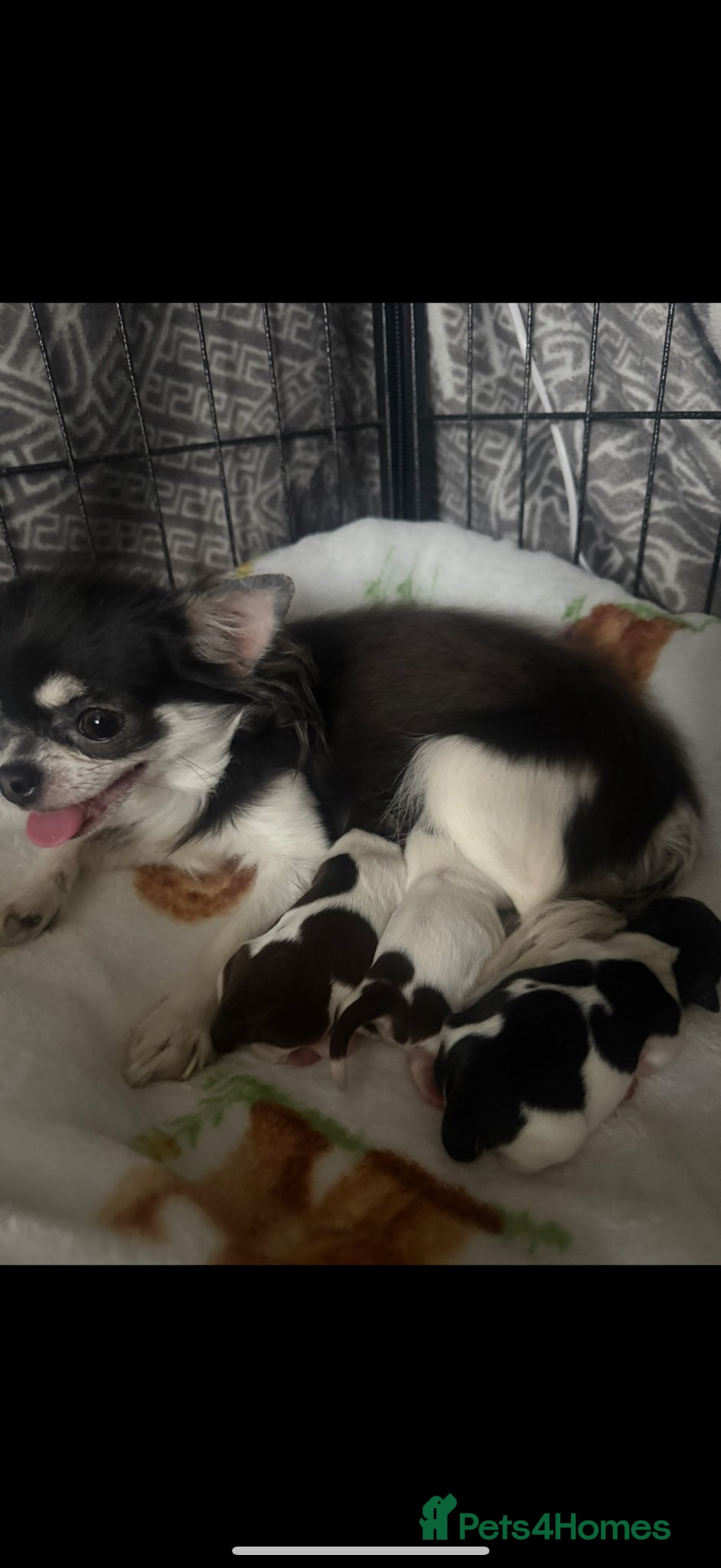 Chihuahua dogs Beautiful tiny chihuahua  - Advert 2