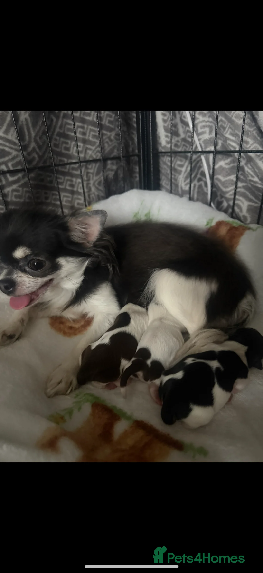 Chihuahua dogs for sale: Beautiful tiny chihuahua  - Advert 1