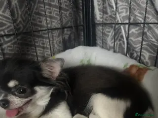 Chihuahua dogs Beautiful tiny chihuahua - Advert 2