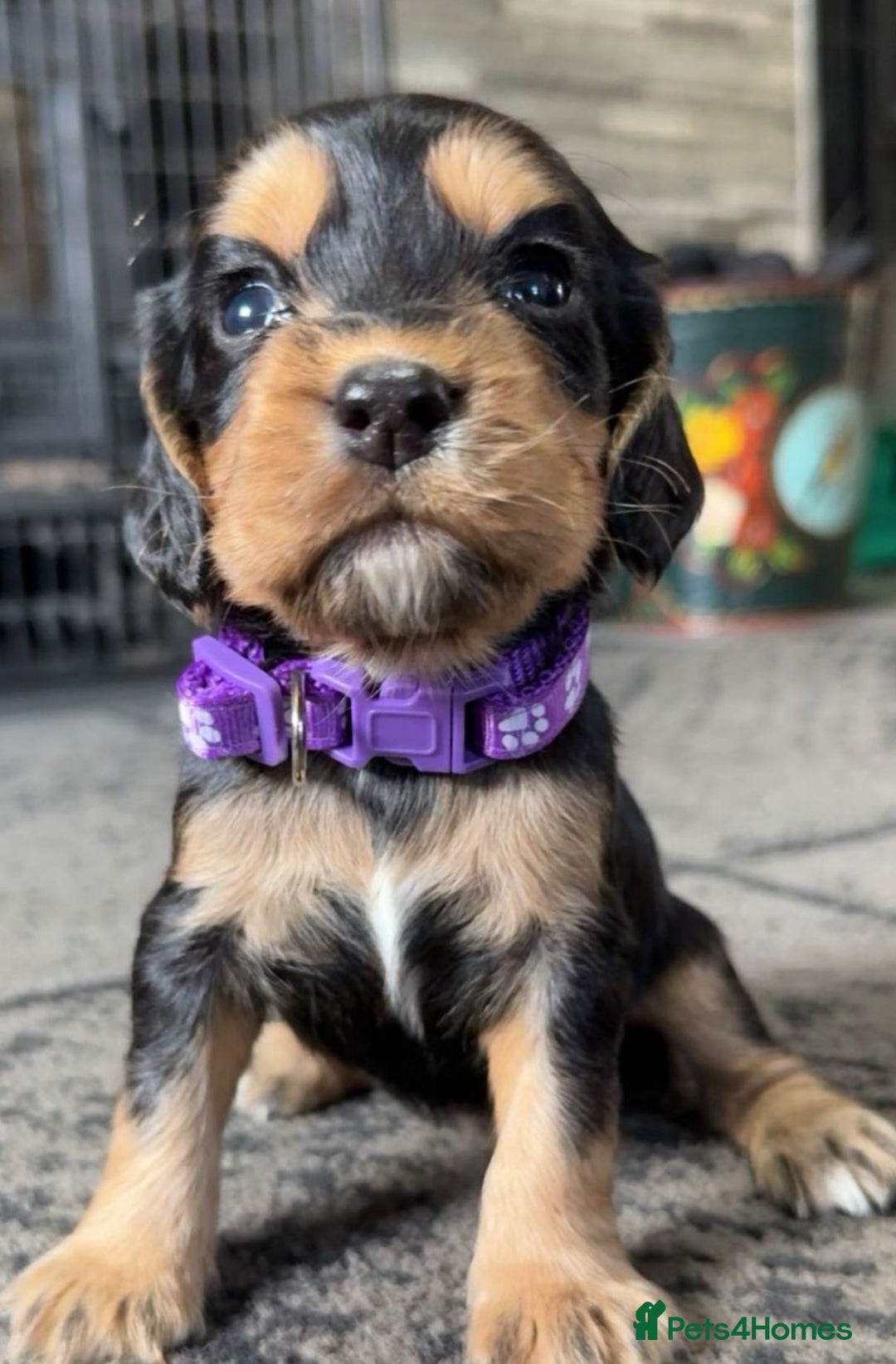 Cocker Spaniel dogs for sale: Cocker spaniel puppies - Advert 8