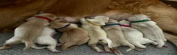 Golden Retriever dogs for sale: Premium Golden Retriever Puppies - Advert 2