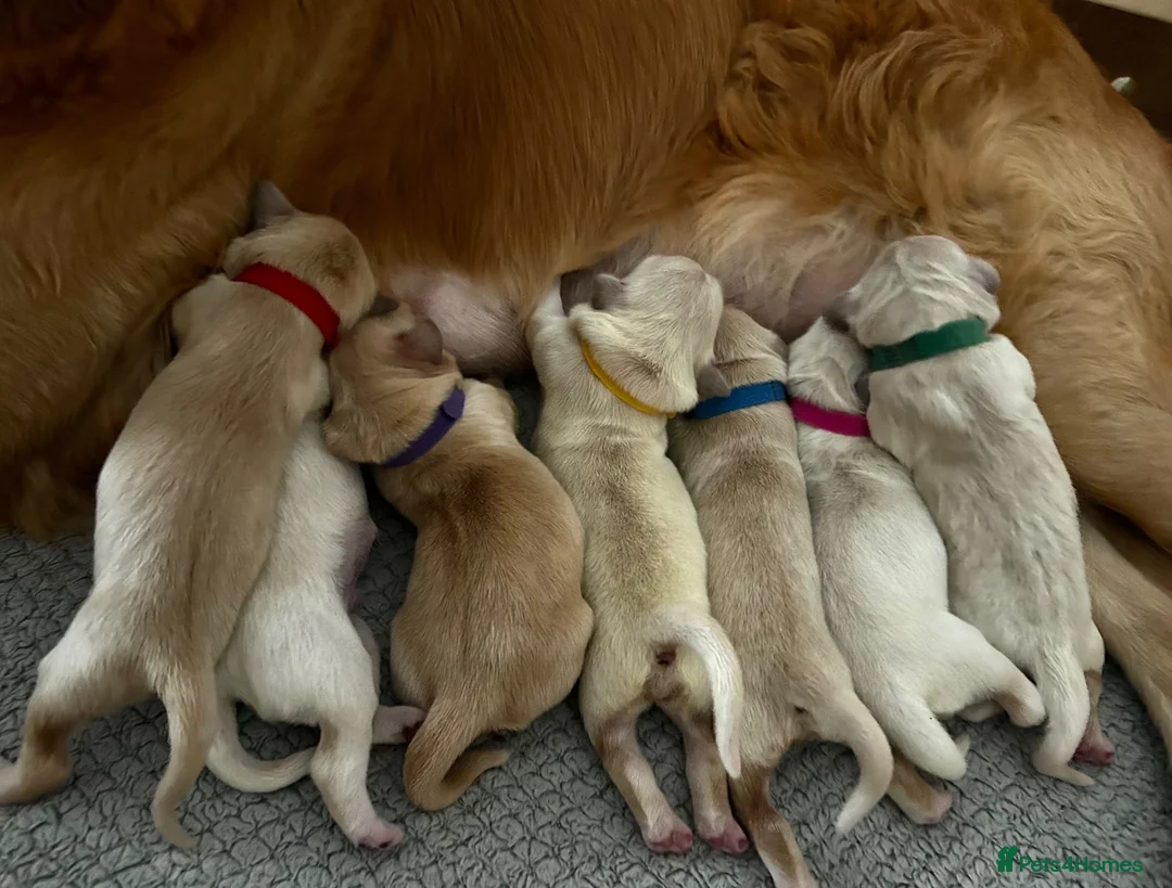 Golden Retriever dogs for sale: Premium Golden Retriever Puppies - Advert 2