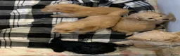 Cockapoo dogs for sale: Beautiful Cockapoo F1 Puppies  - Advert 11
