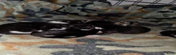Mixed Breed cats for sale: Adorable kittens in Barnsley - Advert 3