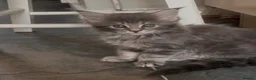 Maine Coon cats for sale: Stunning light silver female  - Advert 2