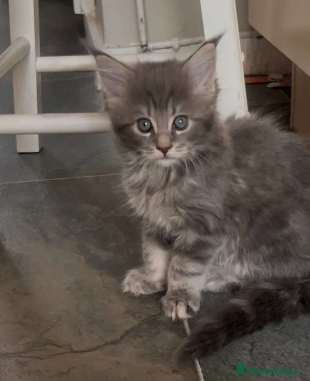 Maine Coon cats for sale: Stunning light silver female  - Advert 2