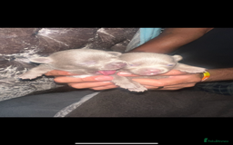 Chihuahua dogs for sale: Chihuahua puppy’s blue and lilicas  - Image 4