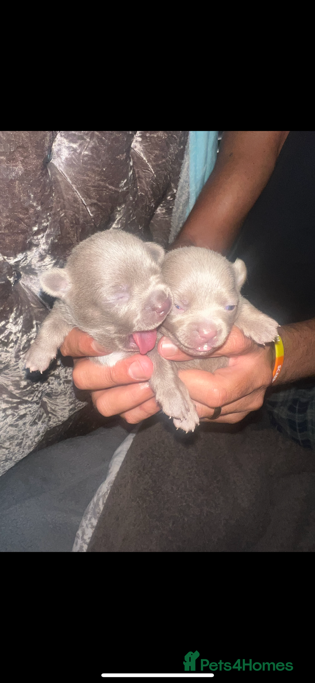 Chihuahua dogs for sale: Chihuahua puppy’s blue and lilicas  - Image 4
