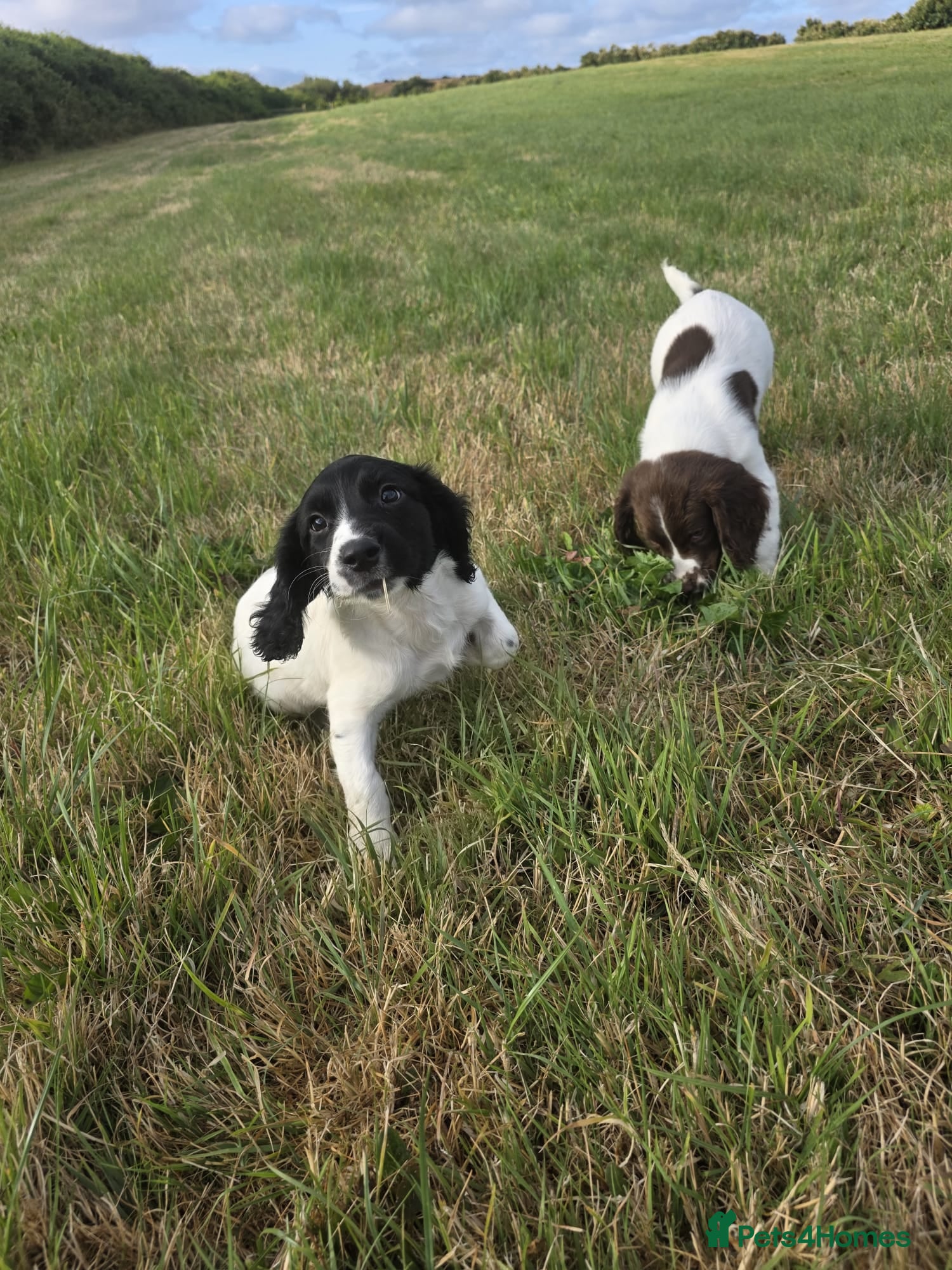 English Springer Spaniel dogs for sale: Lovely Springer Spaniel pups from working parents  - Advert 1