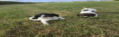English Springer Spaniel  - Liver and white 