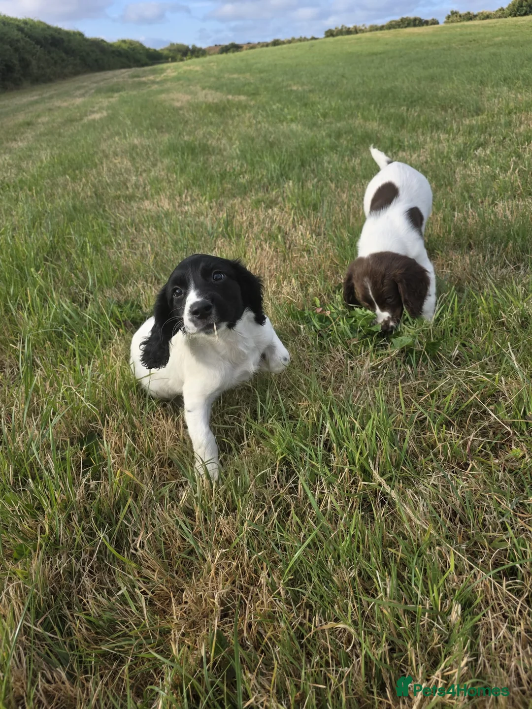 English Springer Spaniel dogs for sale: Lovely Springer Spaniel pups from working parents  - Advert 1