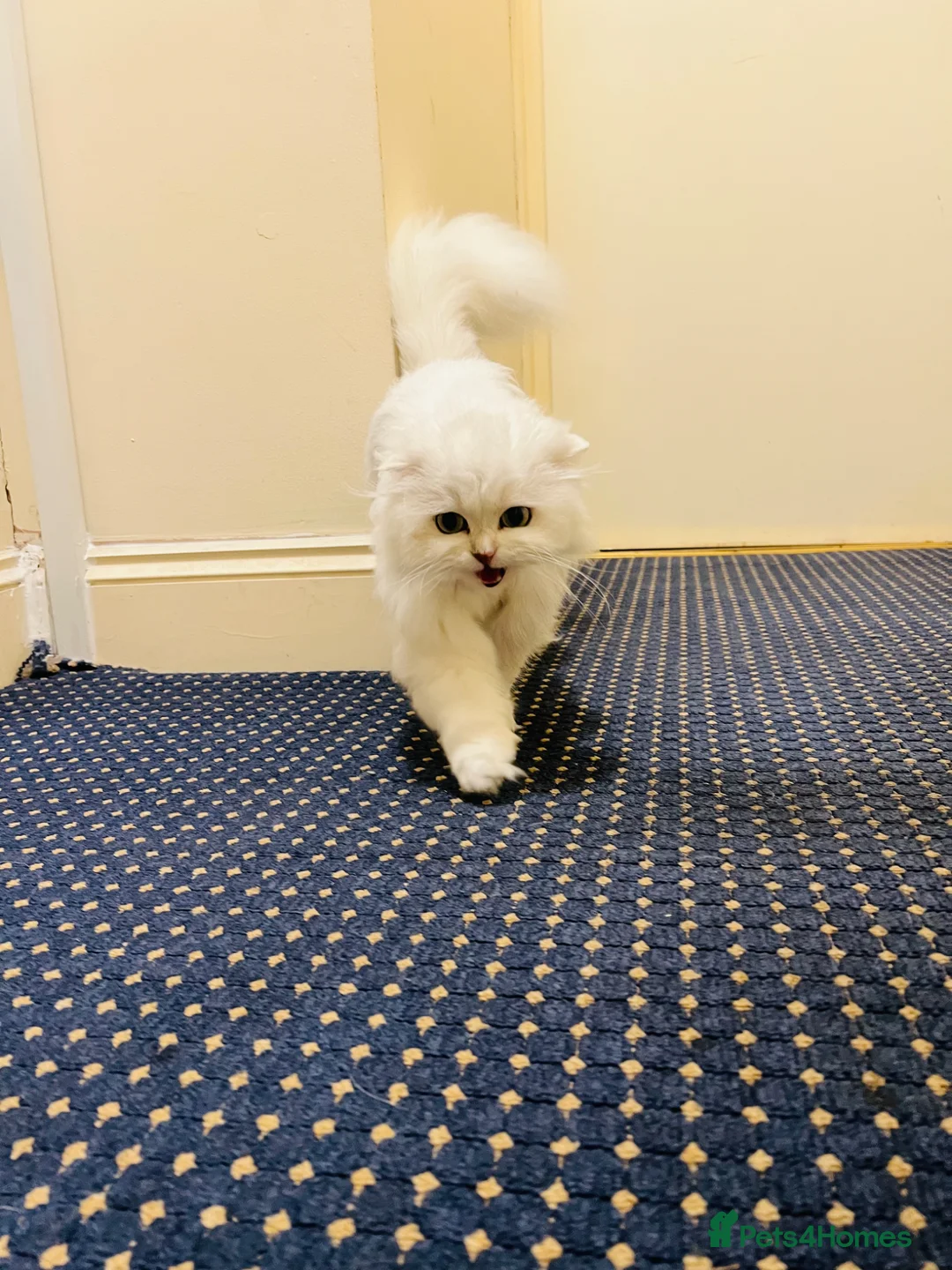 Scottish Fold cats for sale: Stunning Scottish Fold Girl - Advert 5