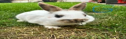 Netherland Dwarf rabbits for sale: Netherland Dwarf rabbits for sale  - Advert 4