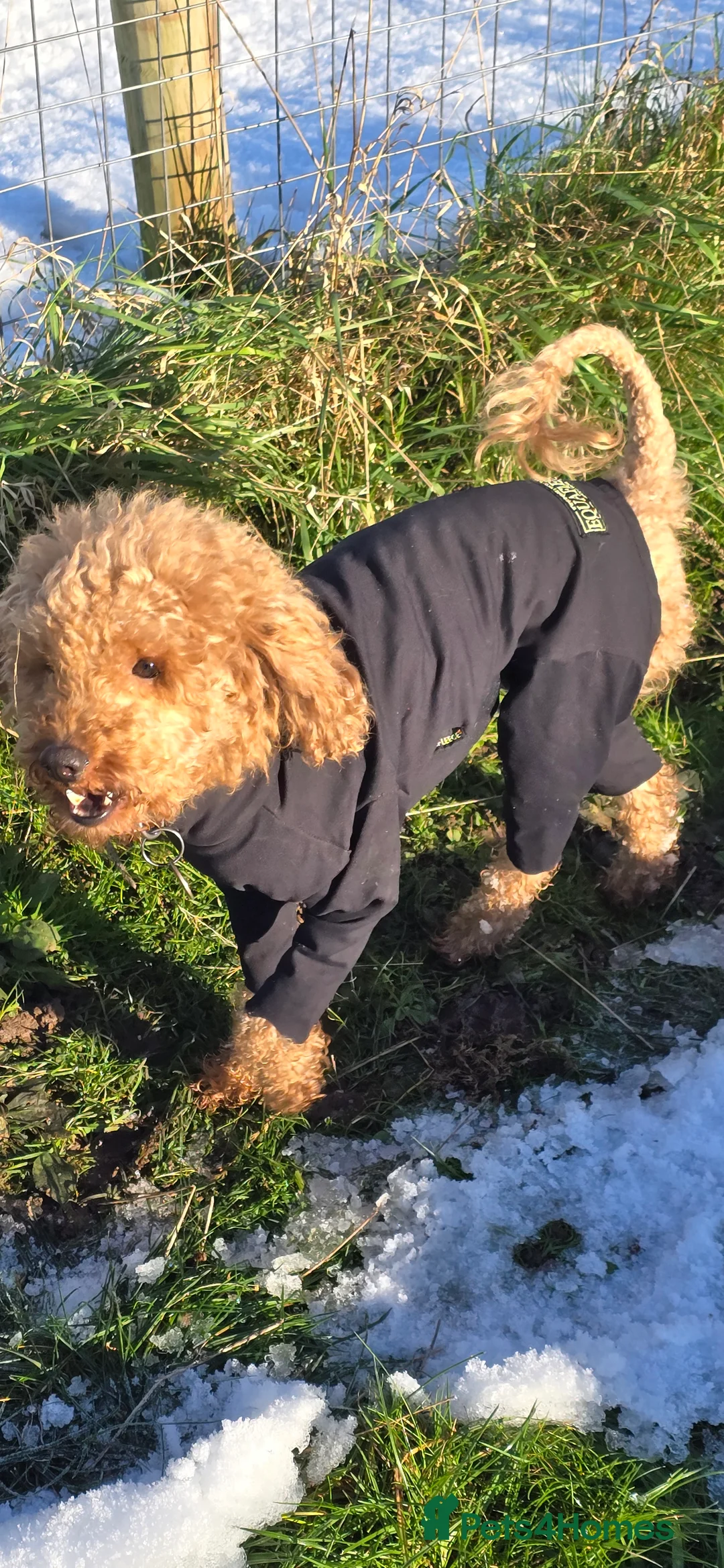 Toy Poodle dogs for stud: toy poodle short notice DNA  tested clear PRA £125 in Nottingham - Advert 25