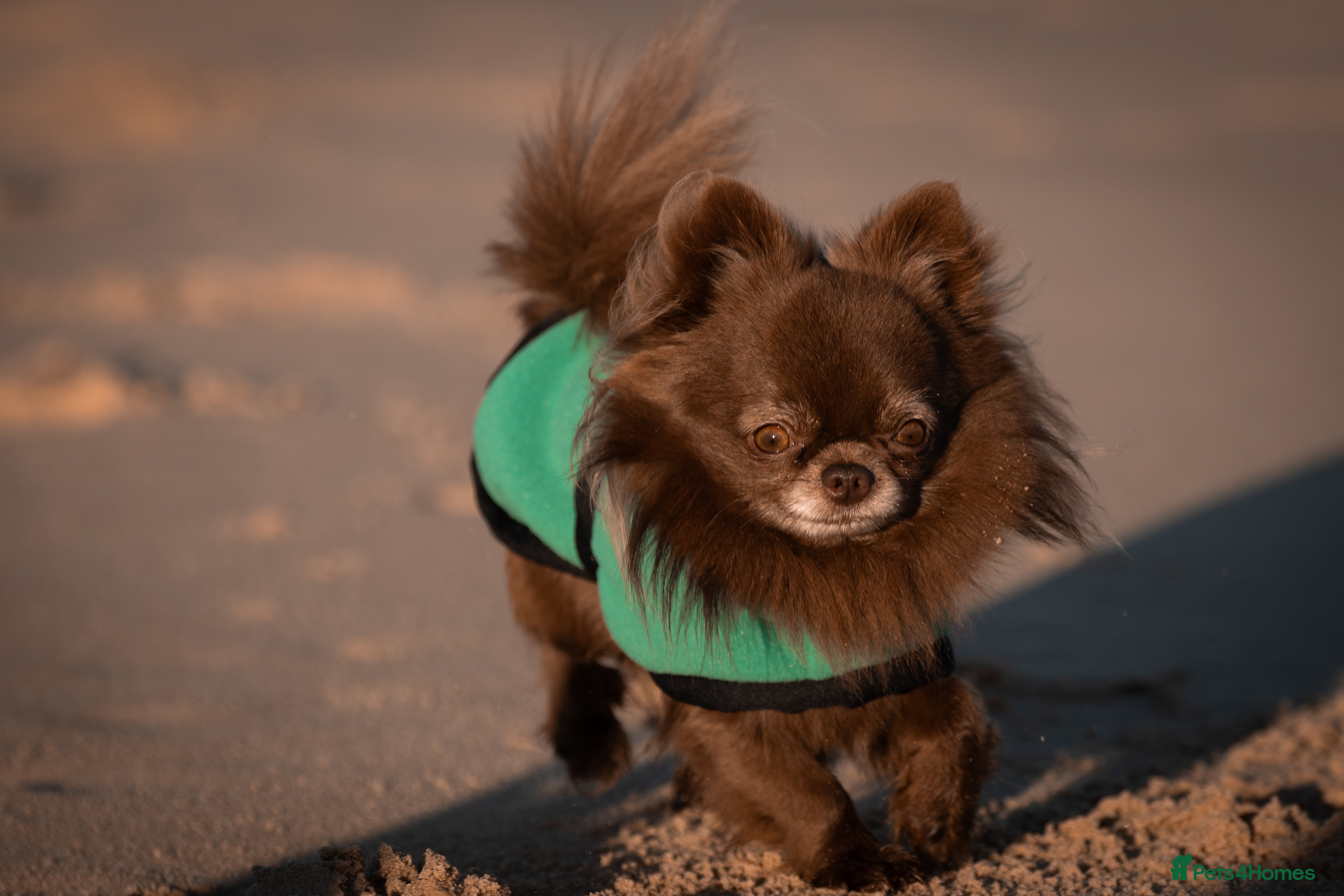 Chihuahua dogs ❤️ KC REG EXTENSIVELY HEALTH TESTED STUD ❤️ in London - Advert 14