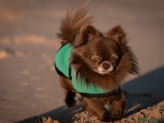 Chihuahua dogs ❤️ KC REG EXTENSIVELY HEALTH TESTED STUD ❤️ in London - Advert 1