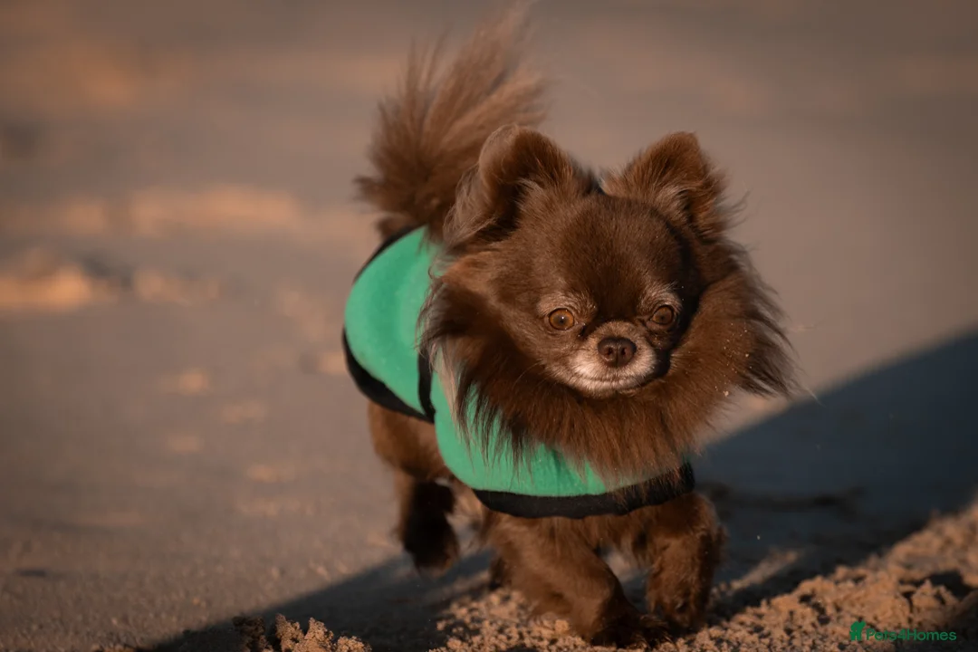 Chihuahua dogs for stud: ❤️ KC REG EXTENSIVELY HEALTH TESTED STUD ❤️ in London - Advert 1