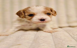 Cavapoo dogs for sale: Adorable Cavapoo Pups fully health tested parents - Image 22
