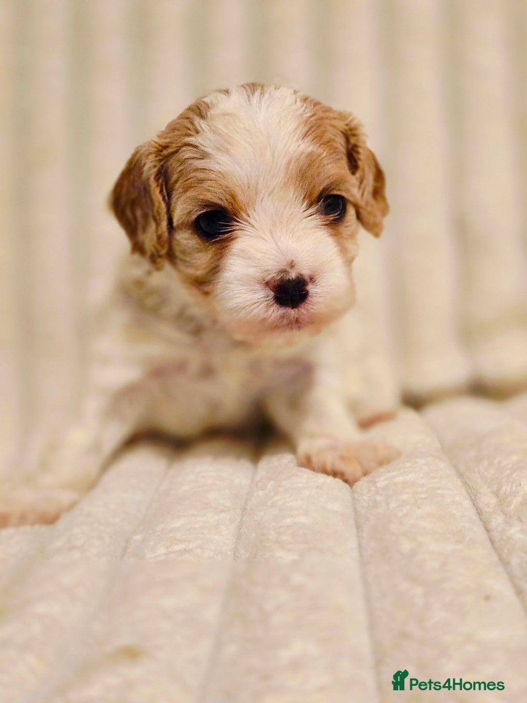 Cavapoo dogs for sale: Adorable Cavapoo Pups fully health tested parents - Image 22