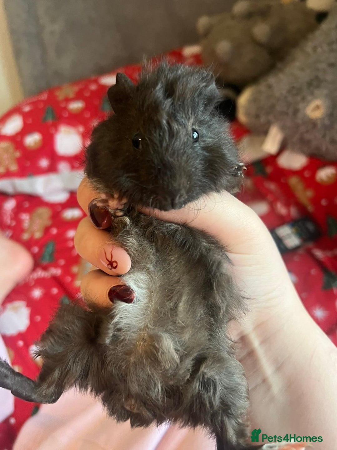 Guinea Pig rodents for sale: Mixed baby guinea pigs  - Advert 8