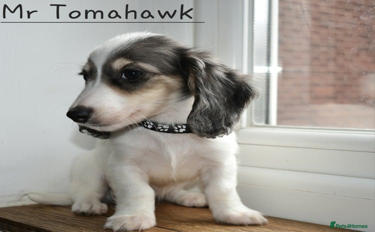 Miniature Dachshund dogs - Advert 3