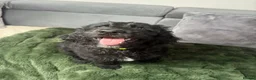 Goldendoodle dogs for sale: Ready to go F1 Standard Goldendoodle Puppies  - Advert 7