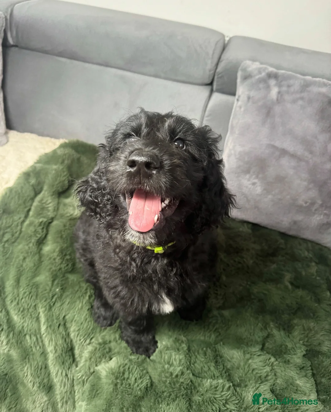 Goldendoodle dogs for sale: F1 Standard Goldendoodle Puppies  - Advert 1