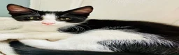 Mixed Breed cats for sale: 3 beautiful kittens for sale  - Advert 6