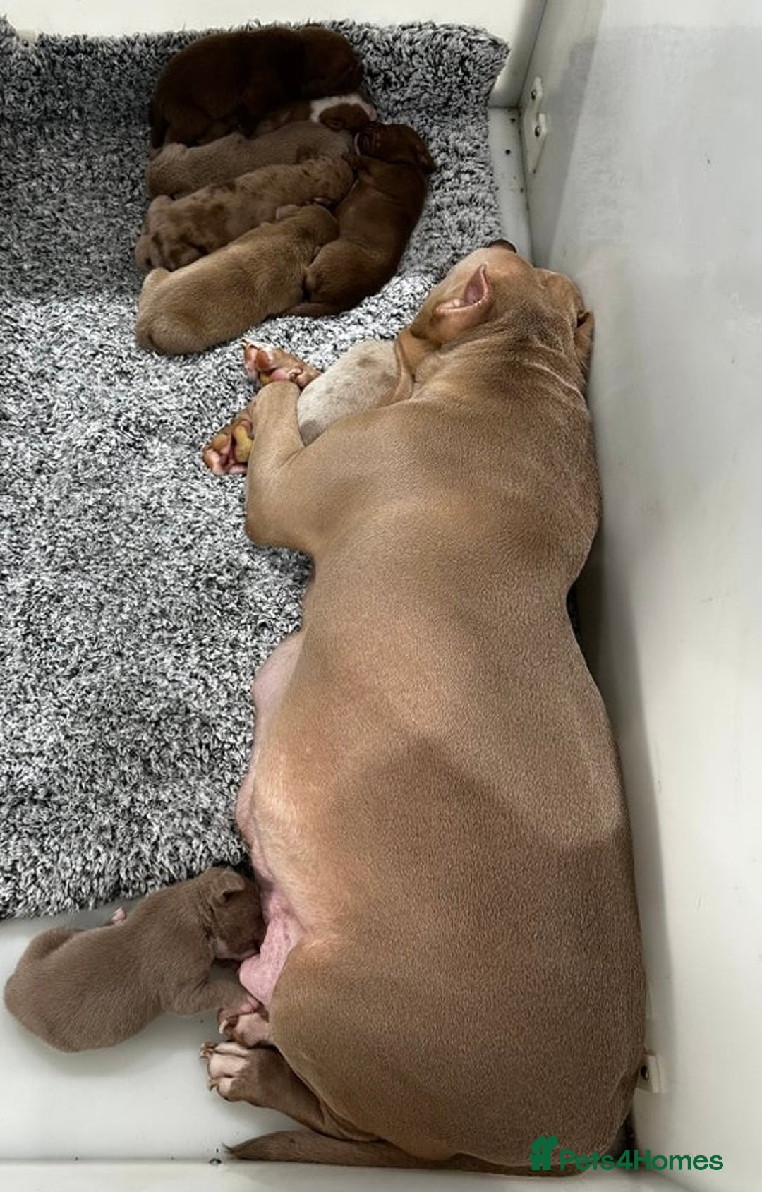 American Bully dogs for sale: American pocket bully 11weeks old  - Advert 7