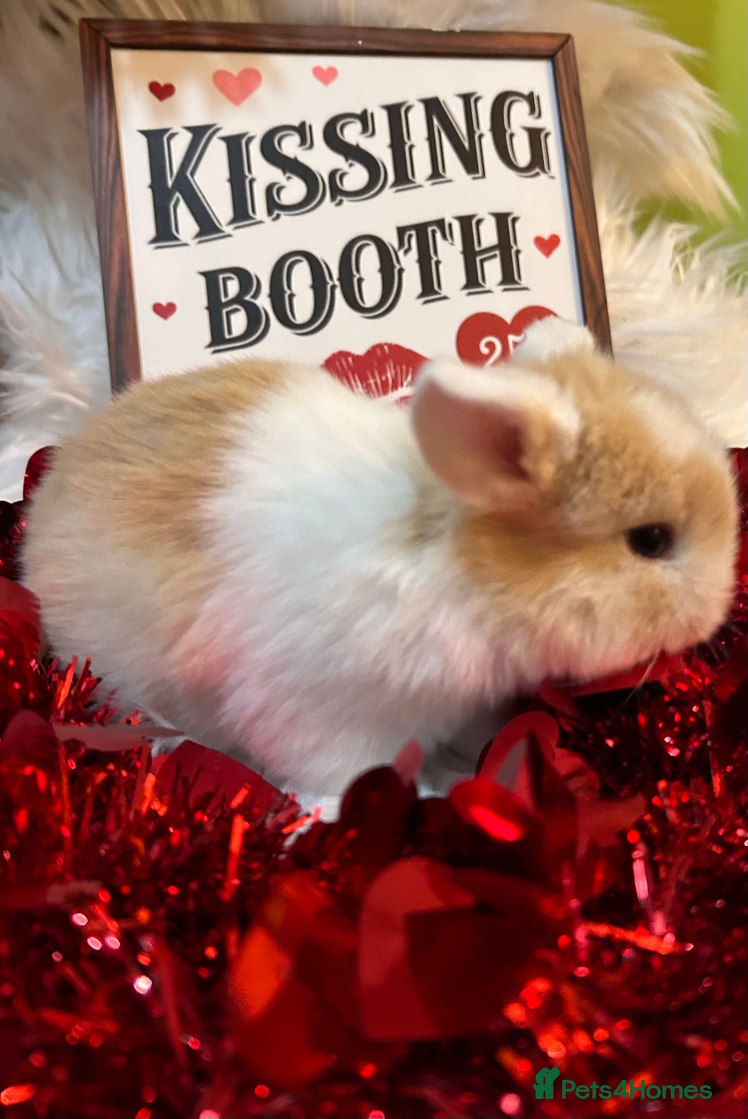 Mini Lop rabbits for sale: 🌼Mini lop Girls 🌼 - Advert 14