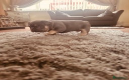 French Bulldog dogs for sale: Stunning French bulldog boy - Image 14