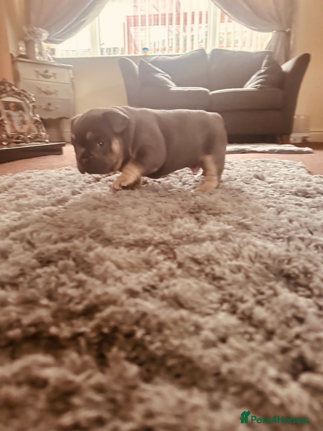 French Bulldog dogs for sale: Stunning French bulldog boy - Image 14