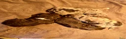 Cockapoo dogs for sale: Colourful Cockapoo Pups - Advert 11