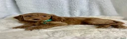 Goldendoodle dogs for sale: Top quality, health tested multiGen Double Doodles - Advert 7