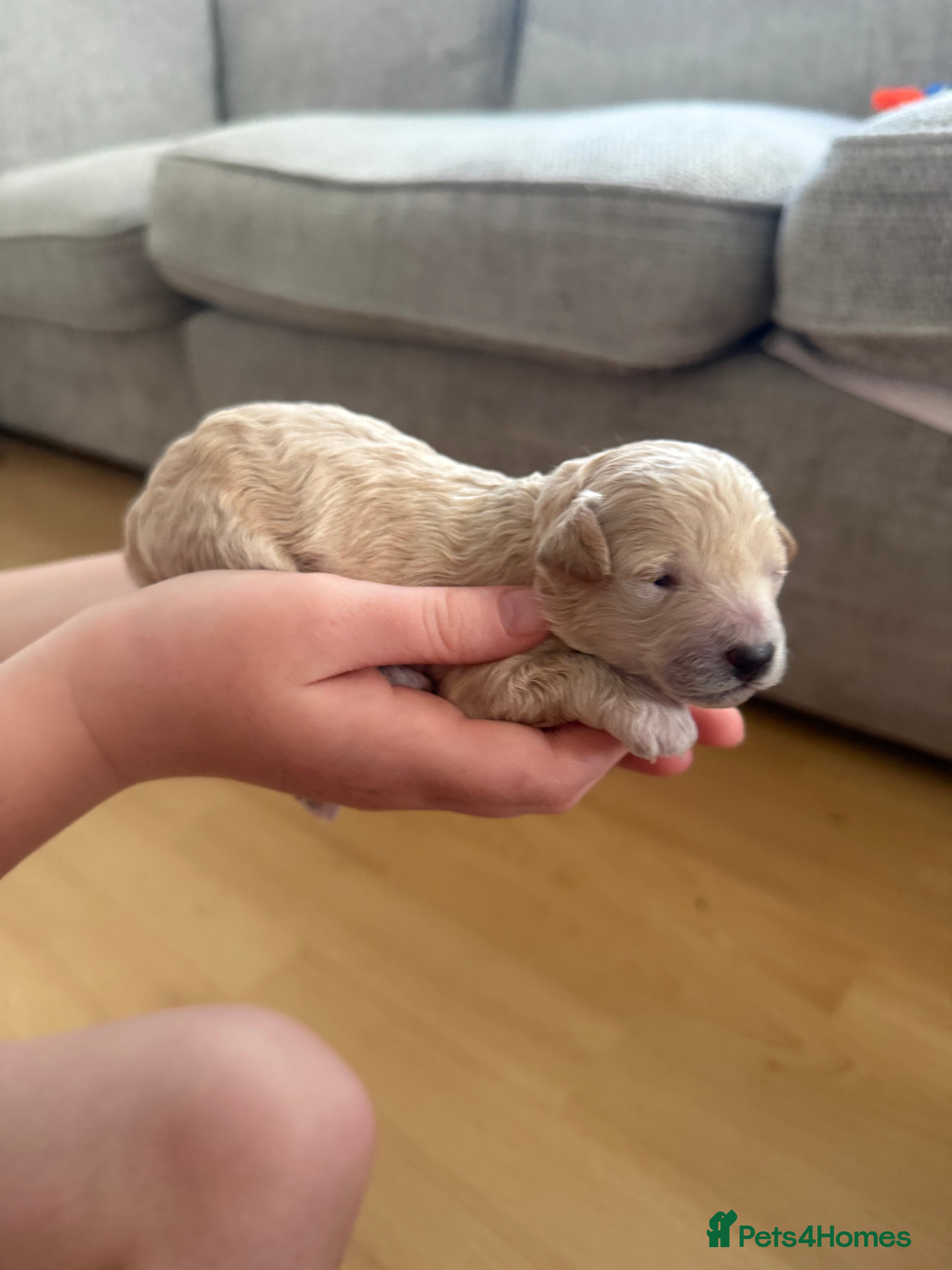 Poochon Puppy 2