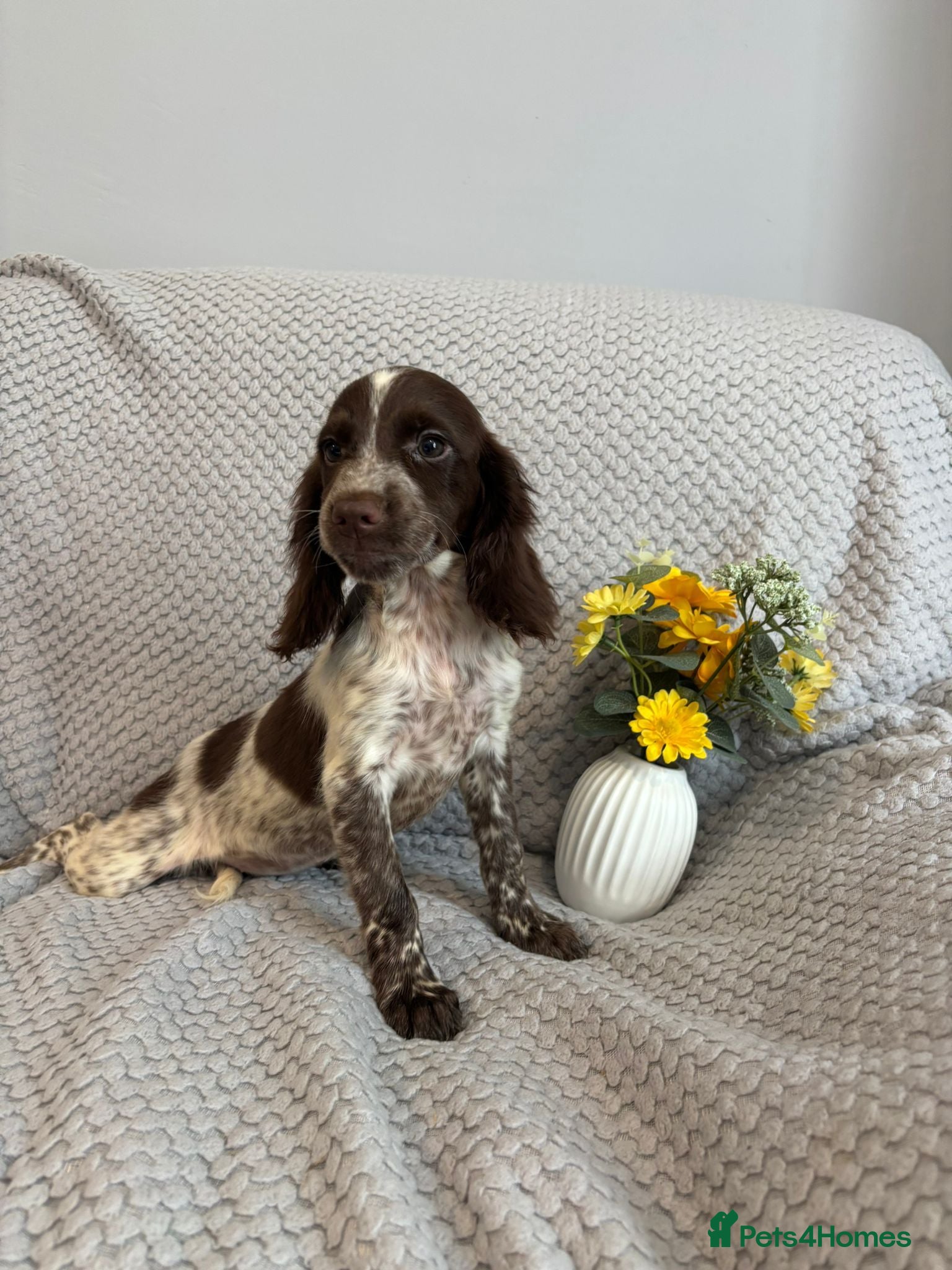 Cocker Spaniel dogs Cocker Spaniel Last Girl Fully Vaccinated  - Advert 6