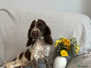 Cocker Spaniel dogs Cocker Spaniel Last Girl Fully Vaccinated - Advert 6