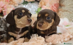 Miniature Dachshund dogs for sale: KC Registered Miniature Dachshund Puppies - Image 4